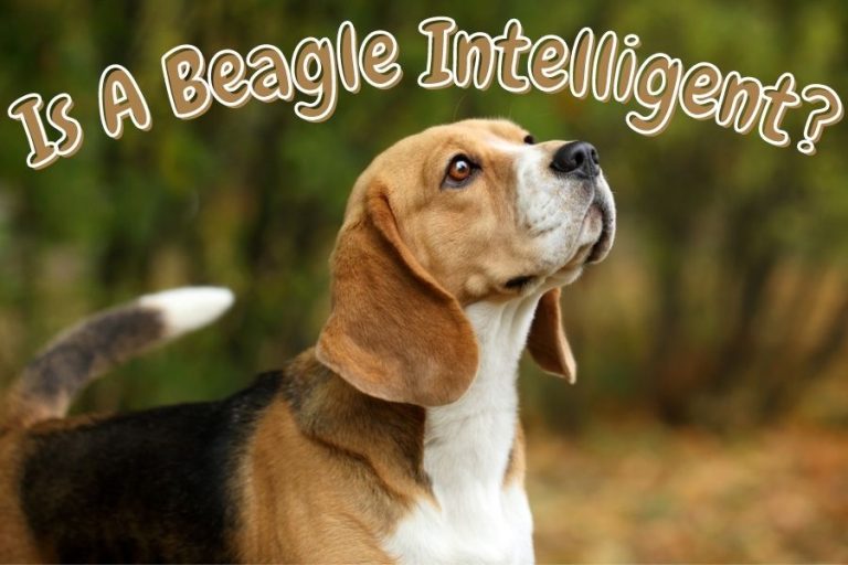 Is A Beagle intelligent
