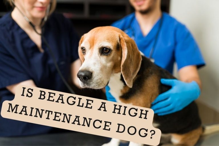 Is Beagle A High Maintenance Dog