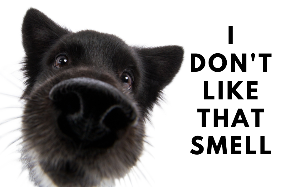 What Smell Do Dogs Hate To Stop Digging? Get Your Pet Certified