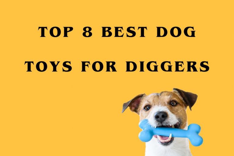 Top 8 Best Dog Toys For Diggers