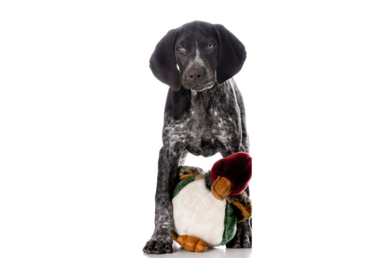 How Do You Keep A German Shorthaired Pointer Entertained? - 5 easy ways