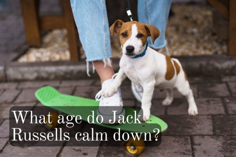 What Age Do Jack Russells Calm Down Time's Tender Touch