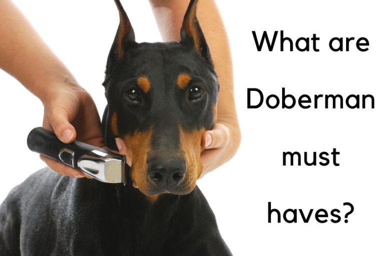 What Are Dobermann Must Haves Raising A Happy Doberman