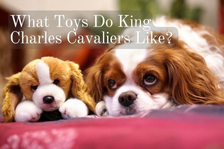 What Kinds Of Toys Do King Charles Cavaliers Like