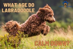 What age do Labradoodles calm down