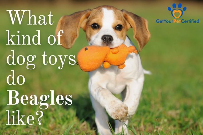 What kind of dog toys do Beagles like