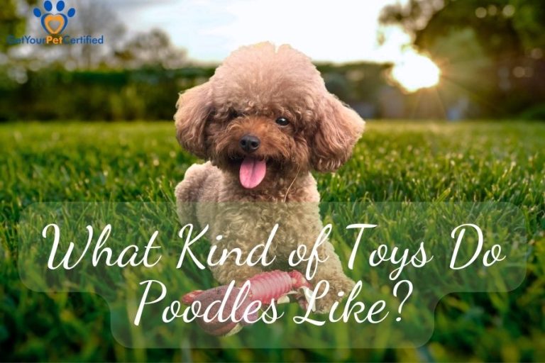 What kind of toys do Poodles like