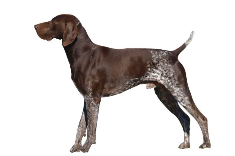 Why are German Shorthaired Pointers so clingy