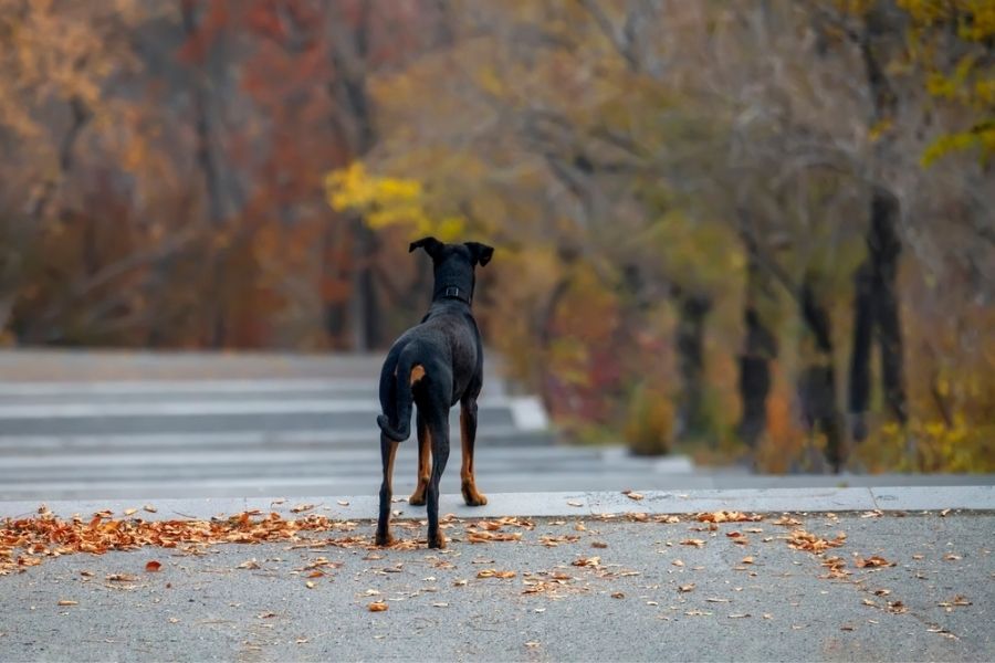 one of the most intelligent dog breeds