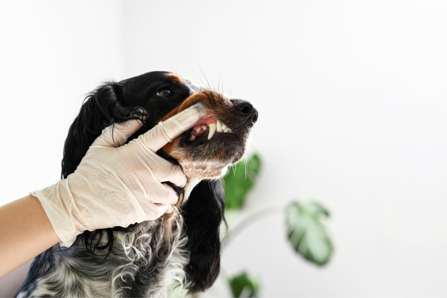 Signals of Dog’s Dental Issues