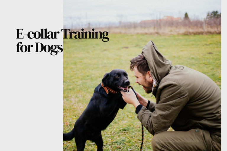 e collar training for dogs