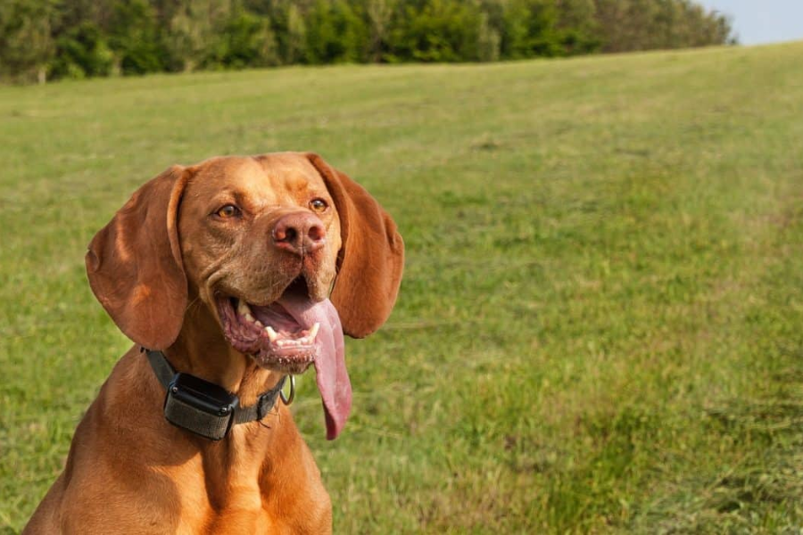 With a vibration collar, you and your dog can chat without words.