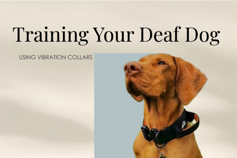 training deaf dog with vibration collar