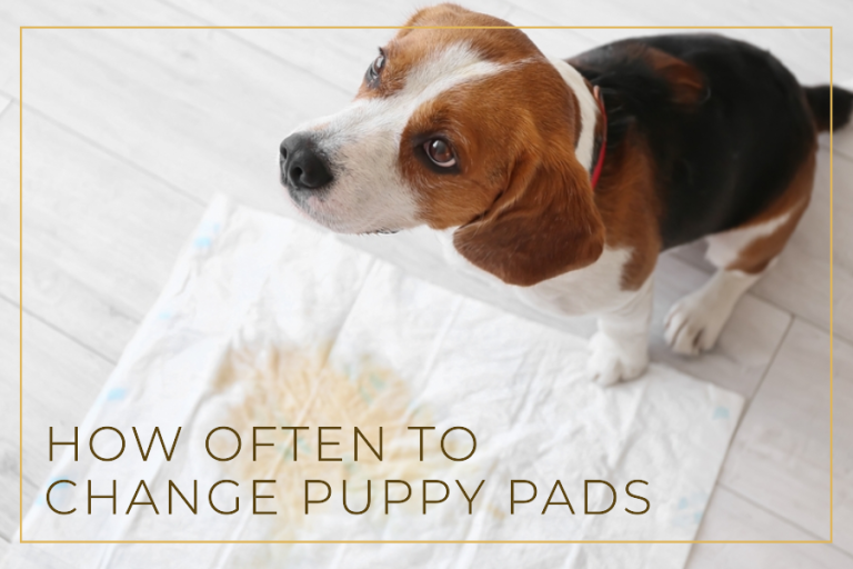 How Often to Change Puppy Pads
