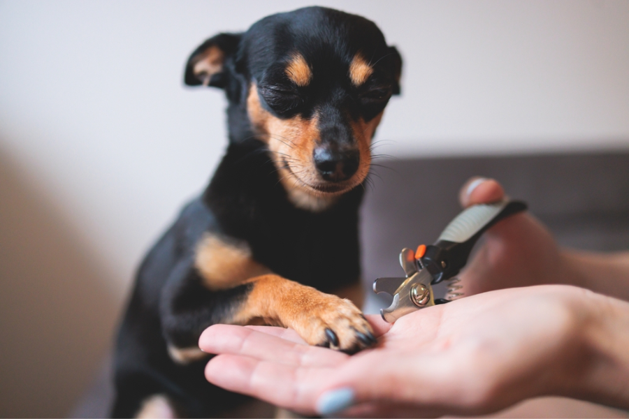 What Angle Do You Cut Dog Nails At? Best Practices and Tips - Get Your ...