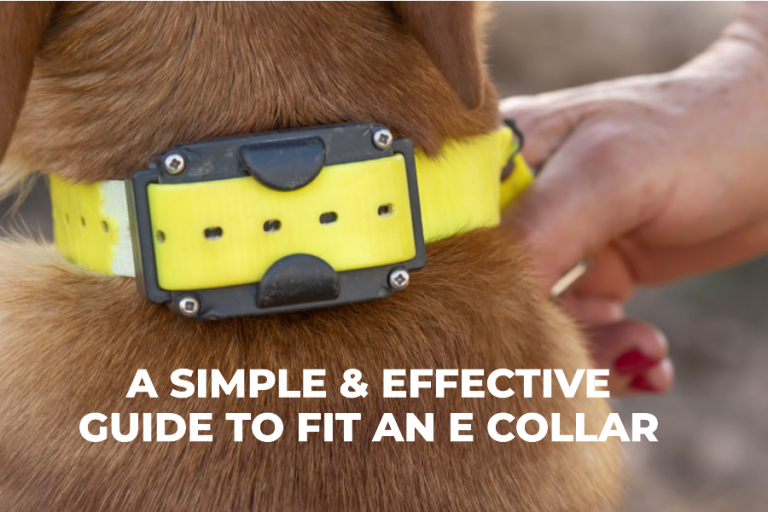How to Fit an E Collar on a Dog