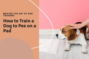How to Train a Dog to Pee on a Pad