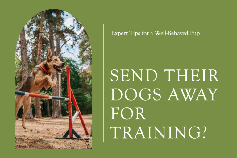 Is Sending Your Dog For Training A Good Idea