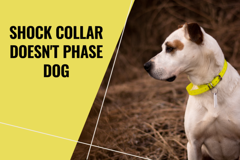 Shock Collar Doesn't Phase Dog