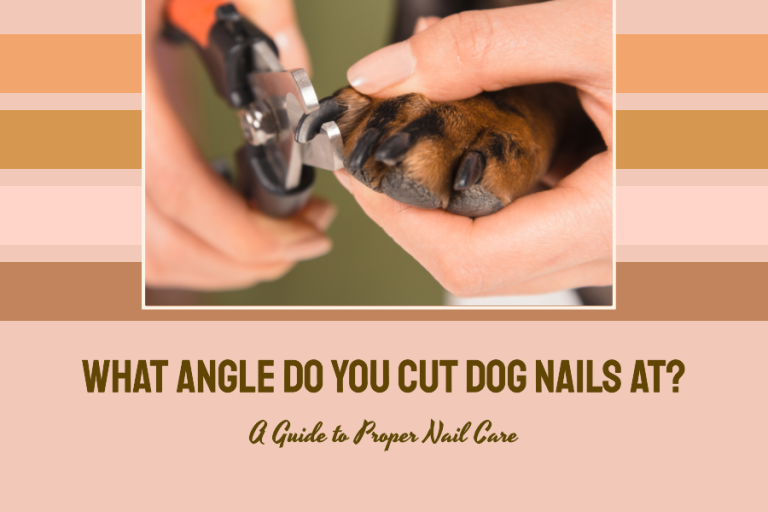 What Angle Do You Cut Dog Nails At